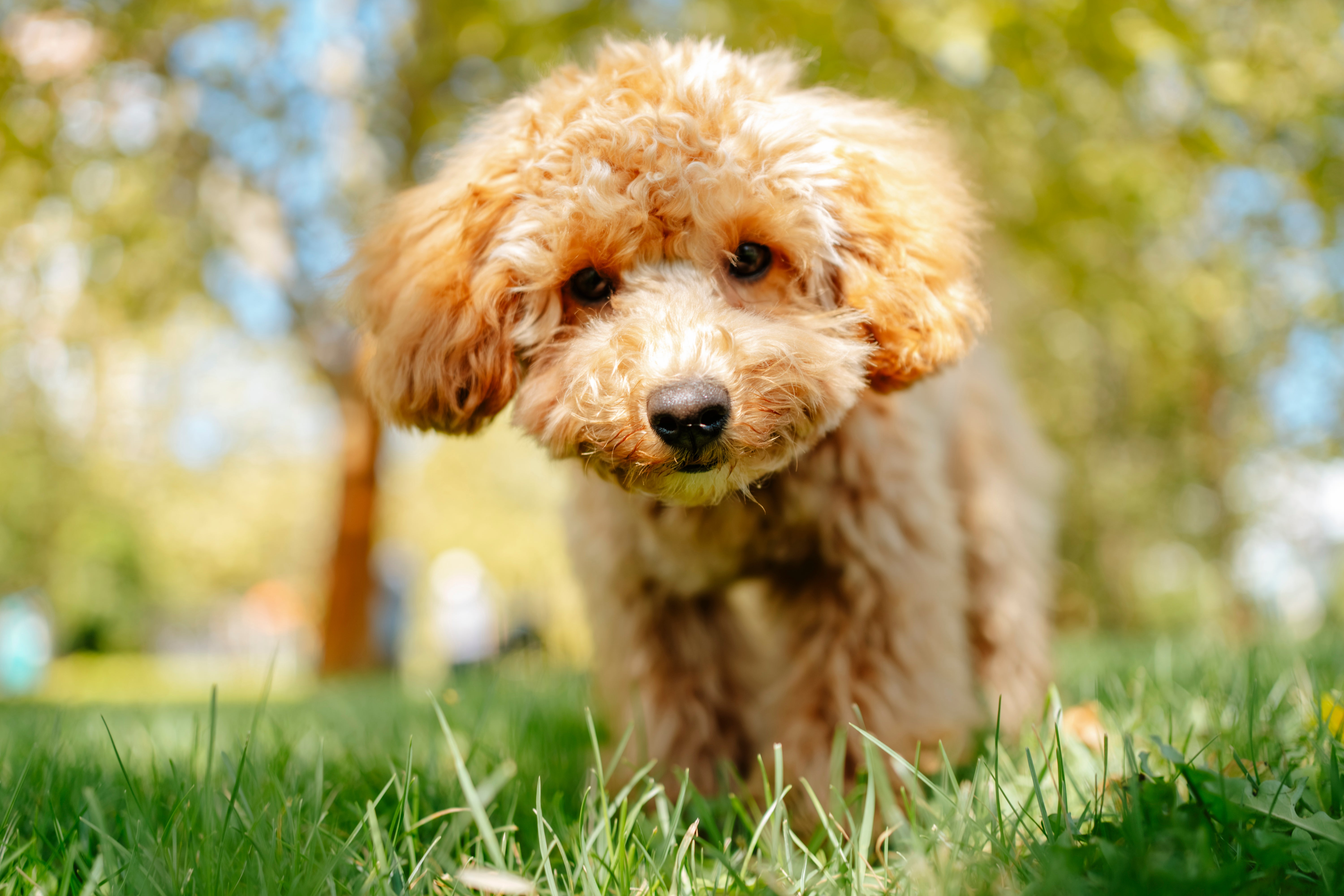 adopt maltipoo near me