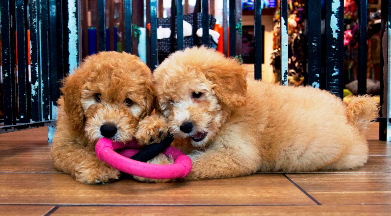 dane county humane society adoption dogs