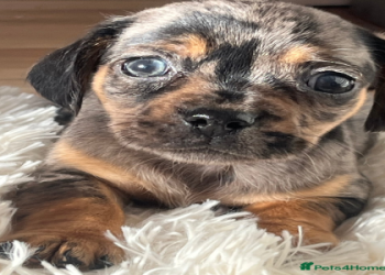 dachshund mixed with chihuahua for sale