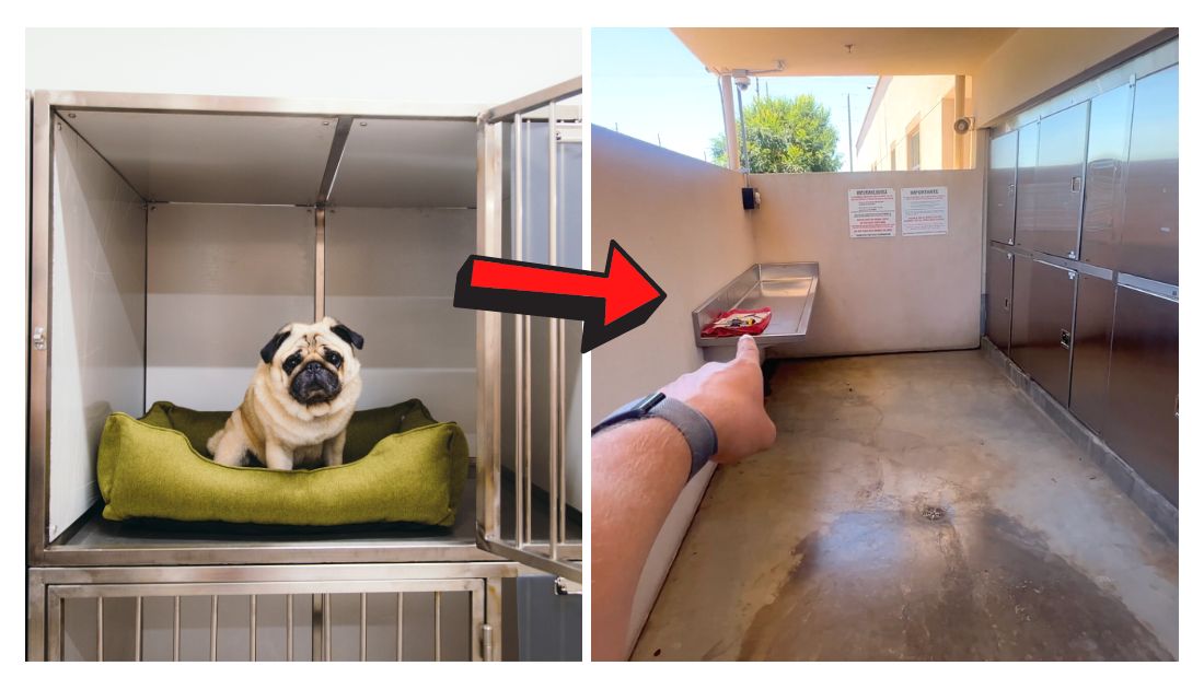 where to drop off a dog