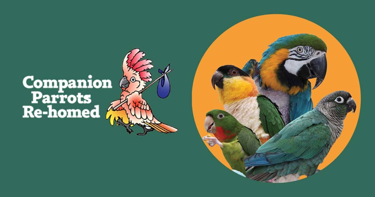 companion parrots rehomed