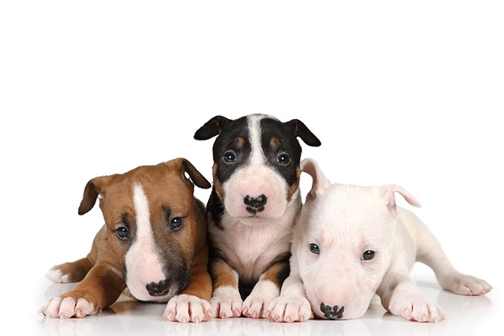 bull terrier puppies for sale in california