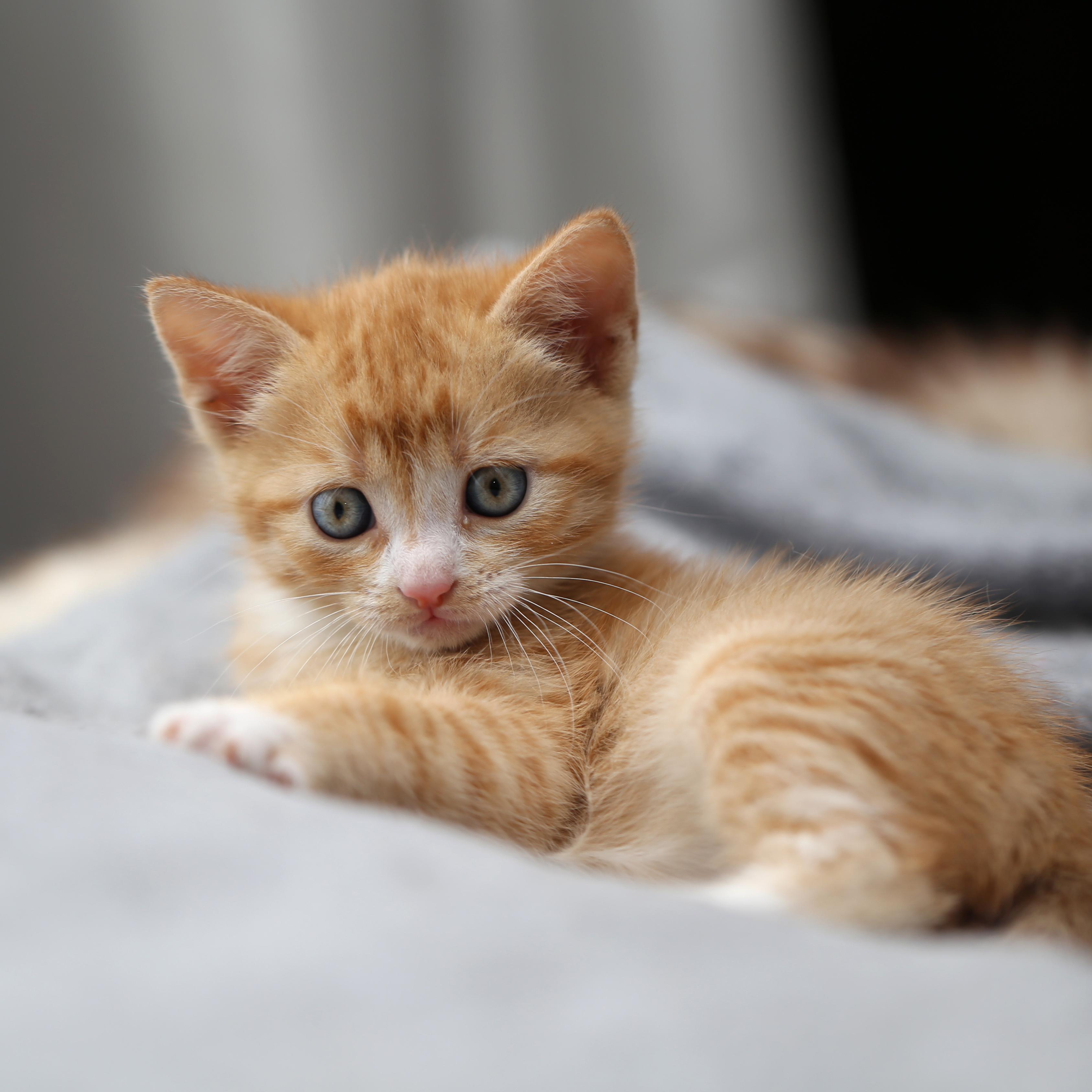 stanislaus county animal.shelter