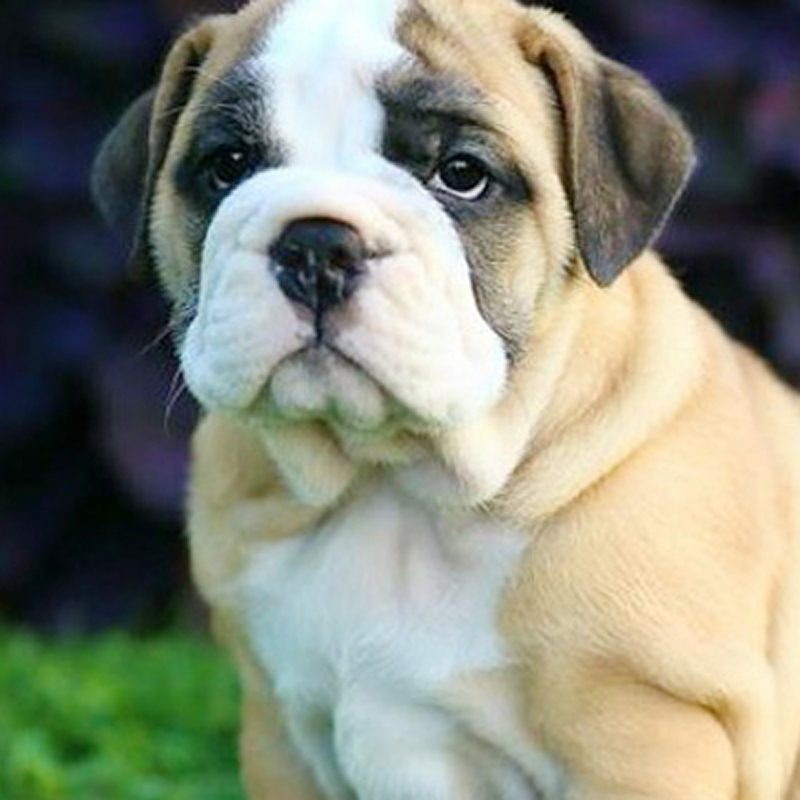 pug english bulldog mix for sale