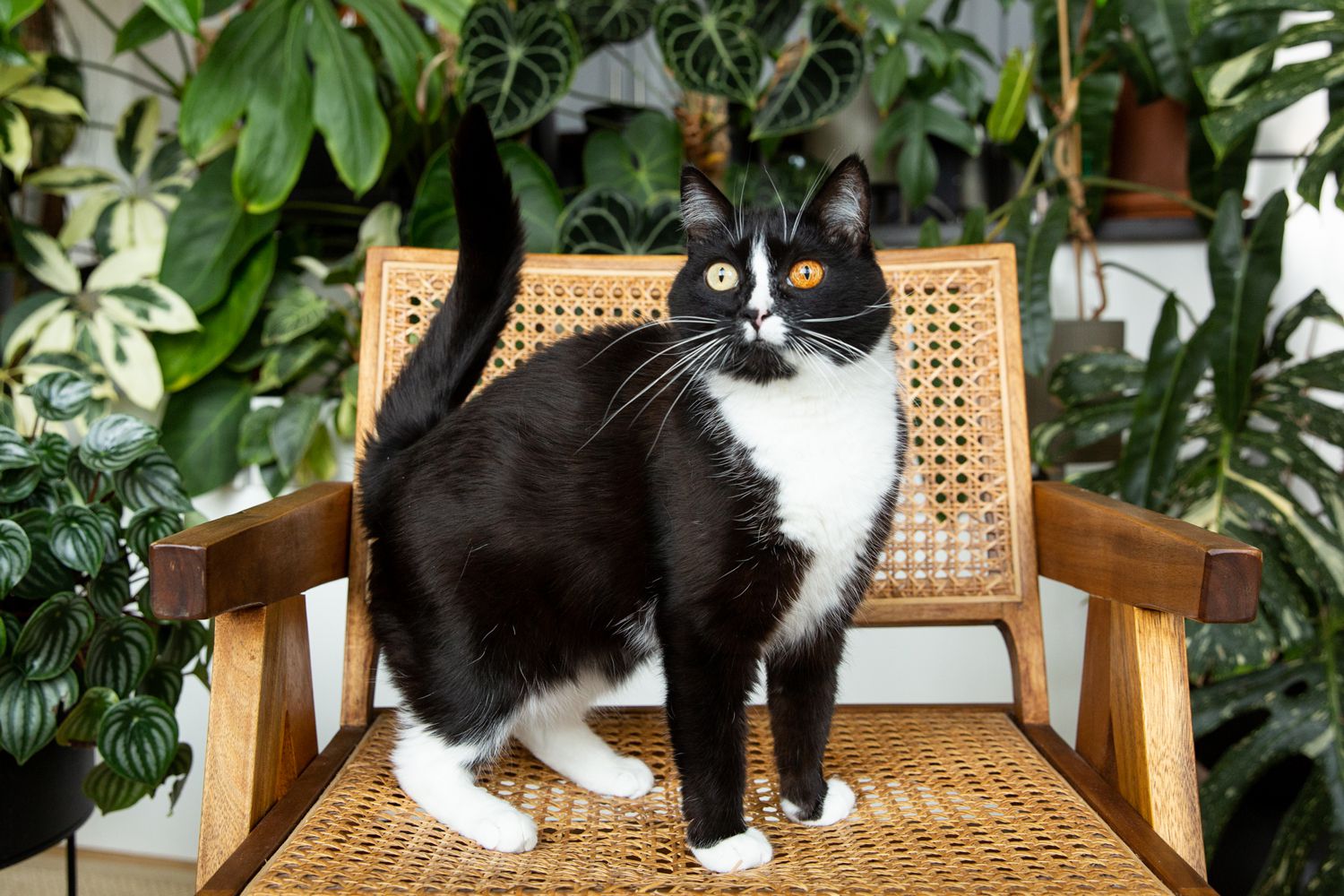 are tuxedo cats only male
