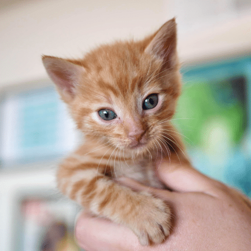 cat santuary near me