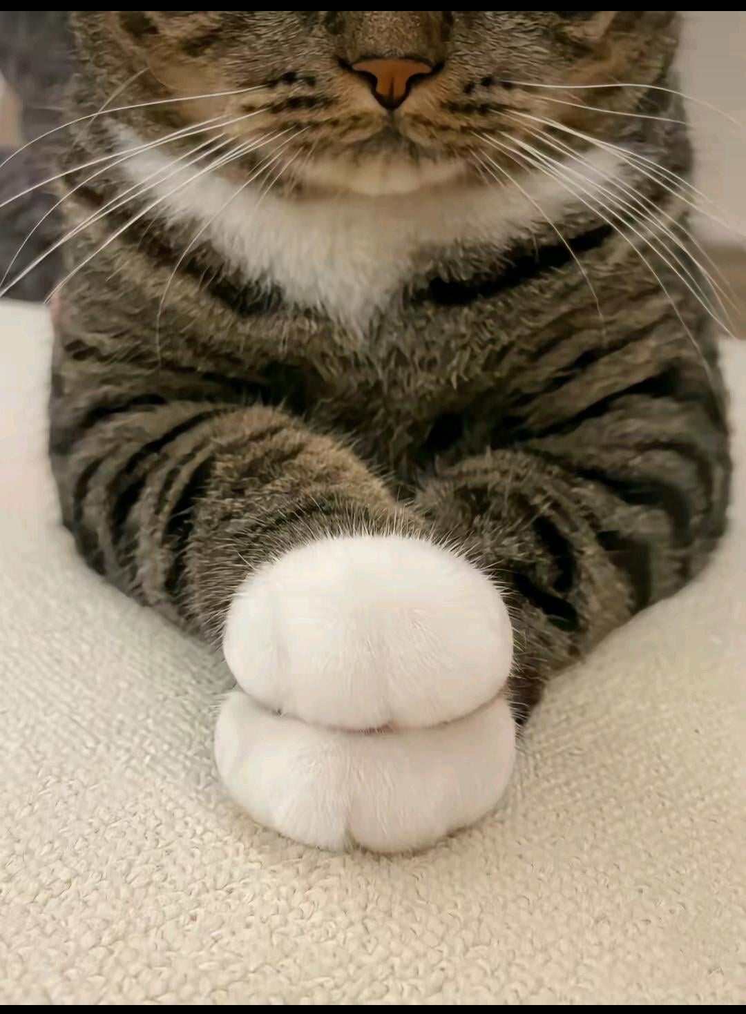 best cats paw