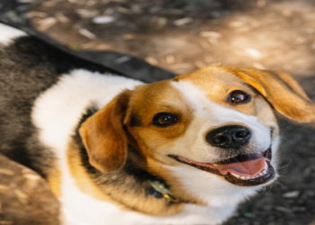 best friendly dog breeds