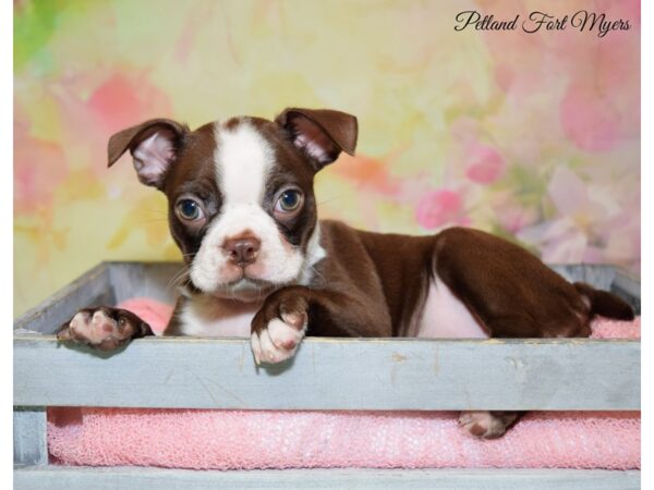 red boston terrier for sale