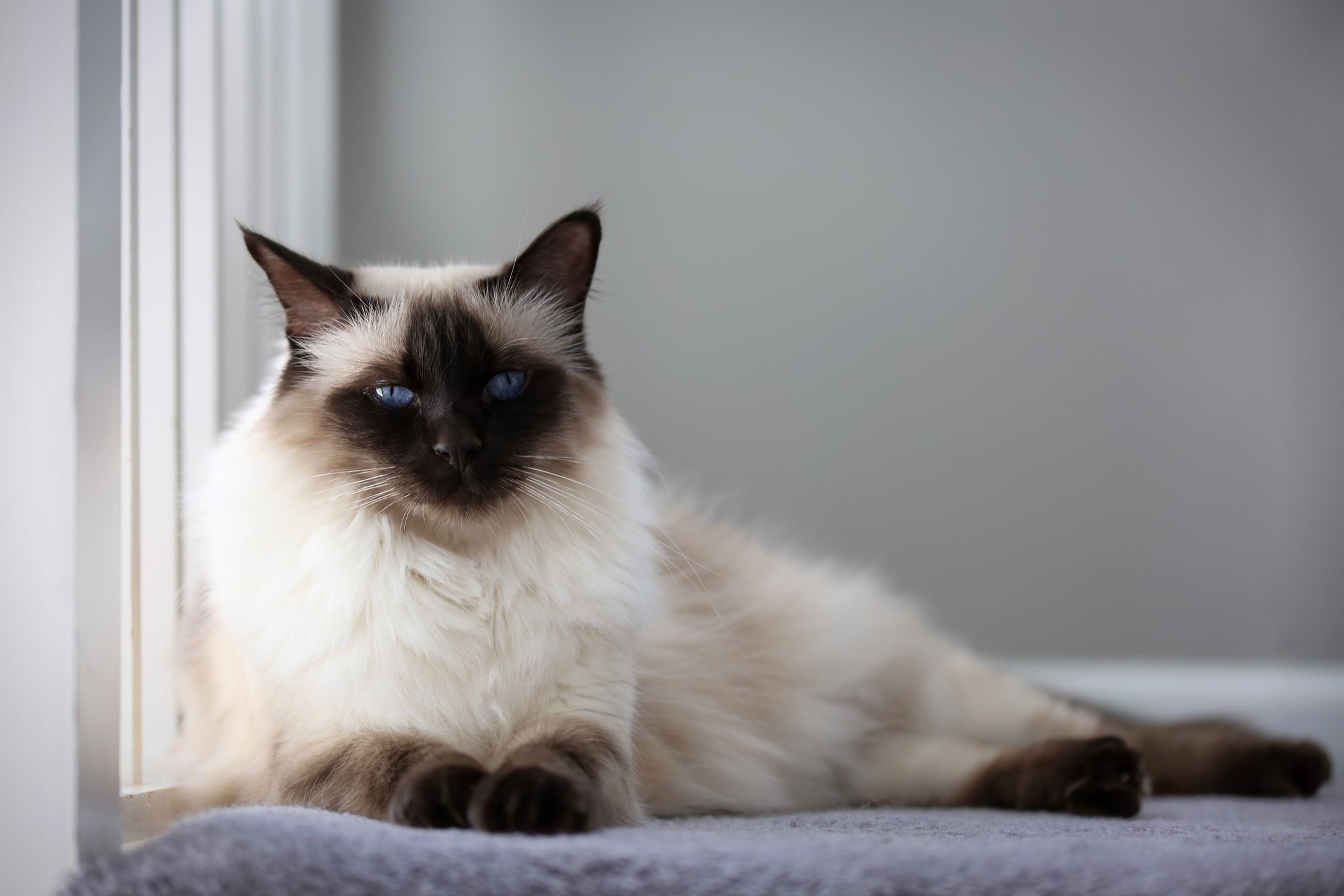 balinese cats for sale