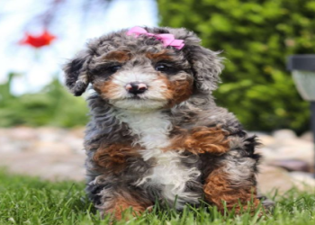 australian sheepadoodle australia