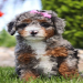 australian sheepadoodle australia