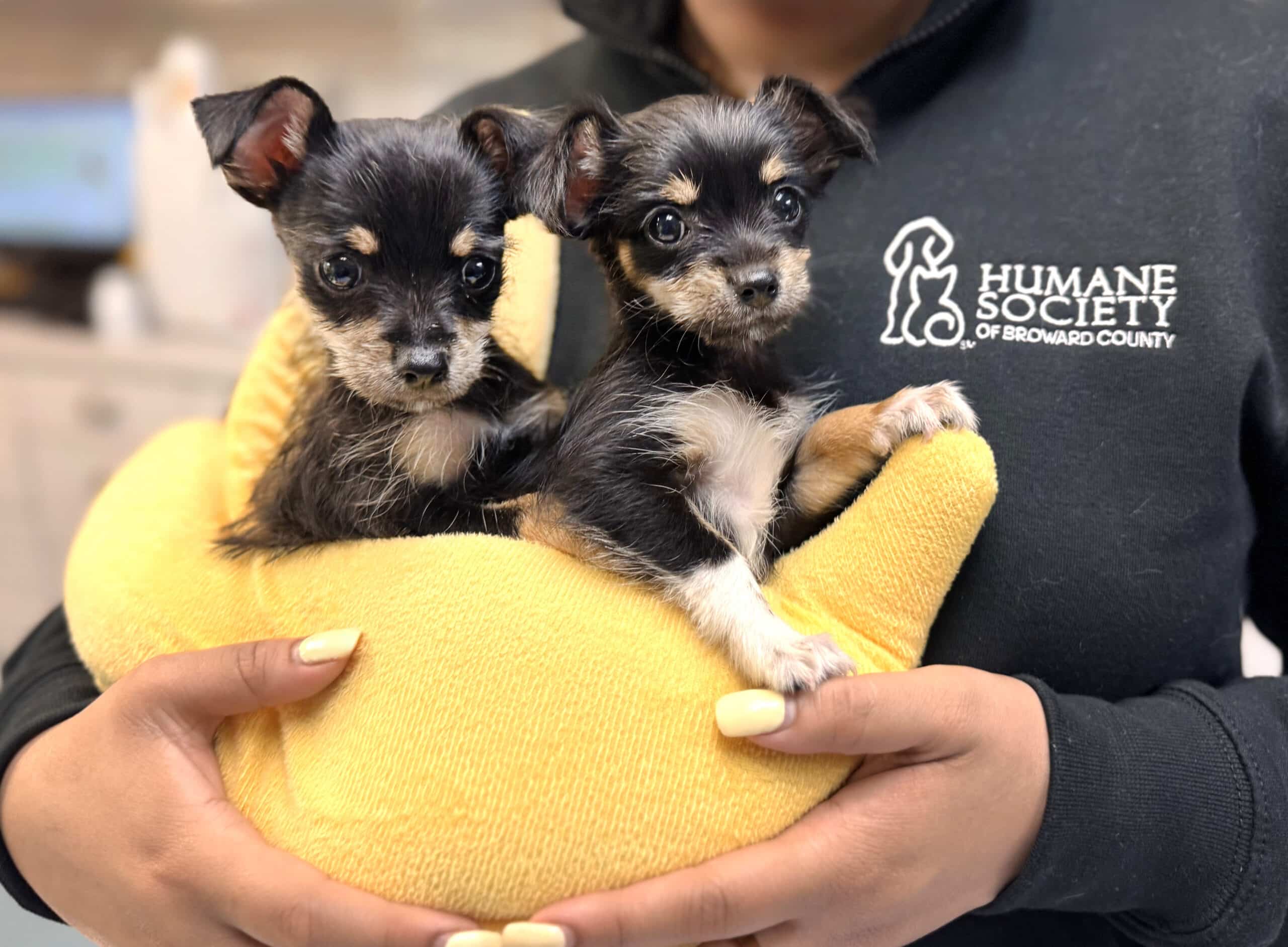 dog shelter and rescue near me