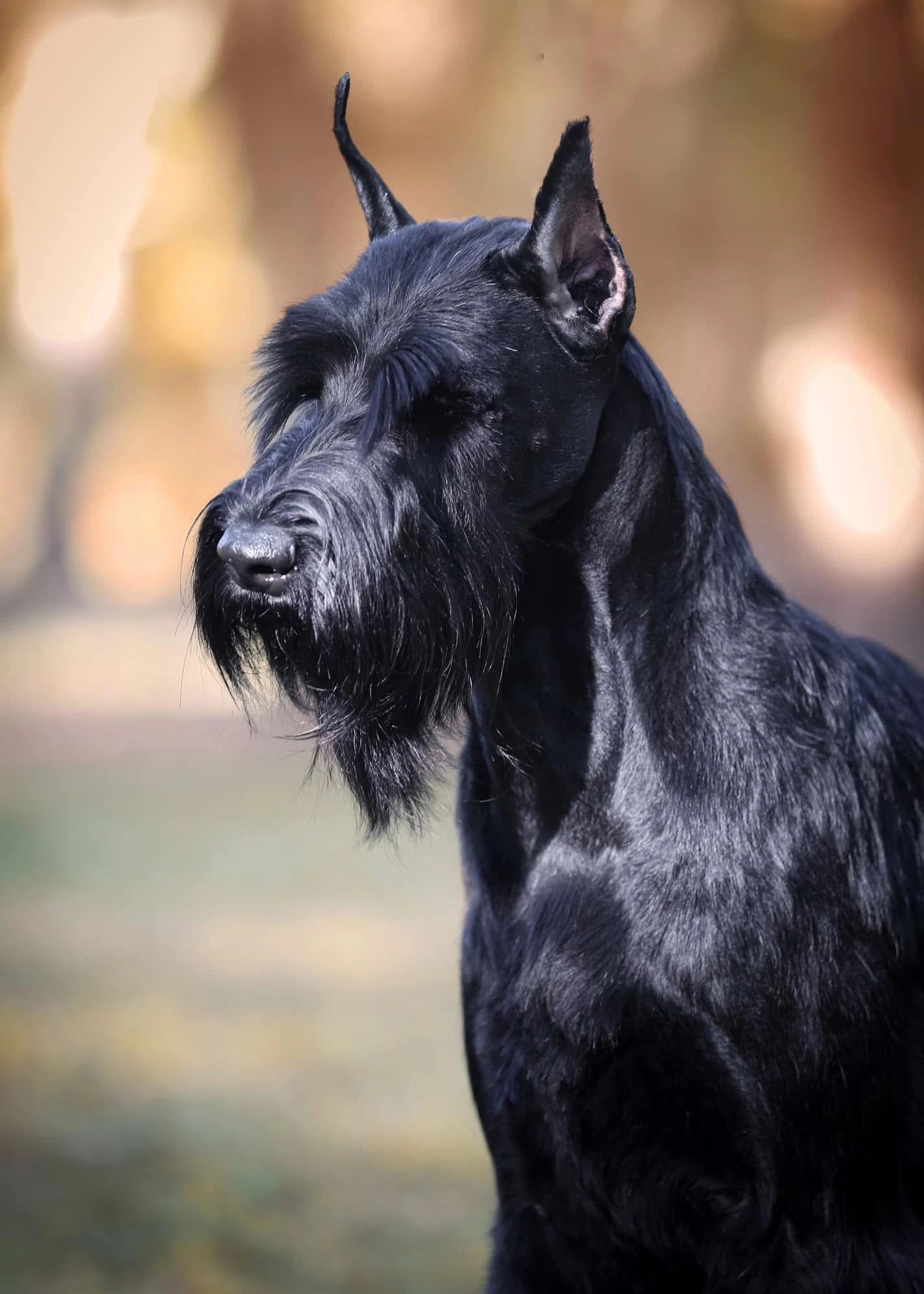 schnauzer breeders florida