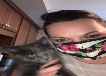 perfect paws mobile grooming