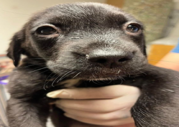 pet adoption sites near me