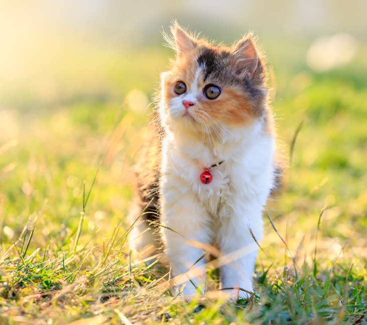 kittens for sale rhode island