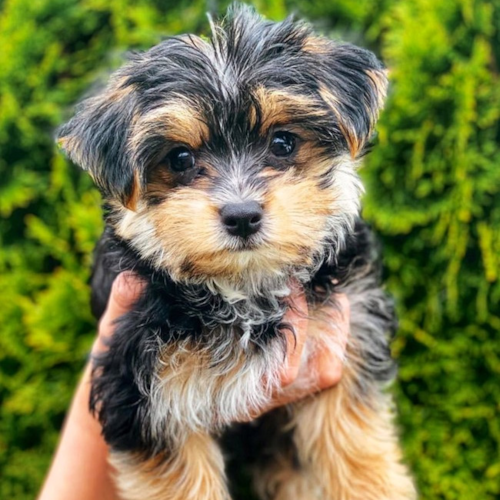 dogs for sale near me puppies