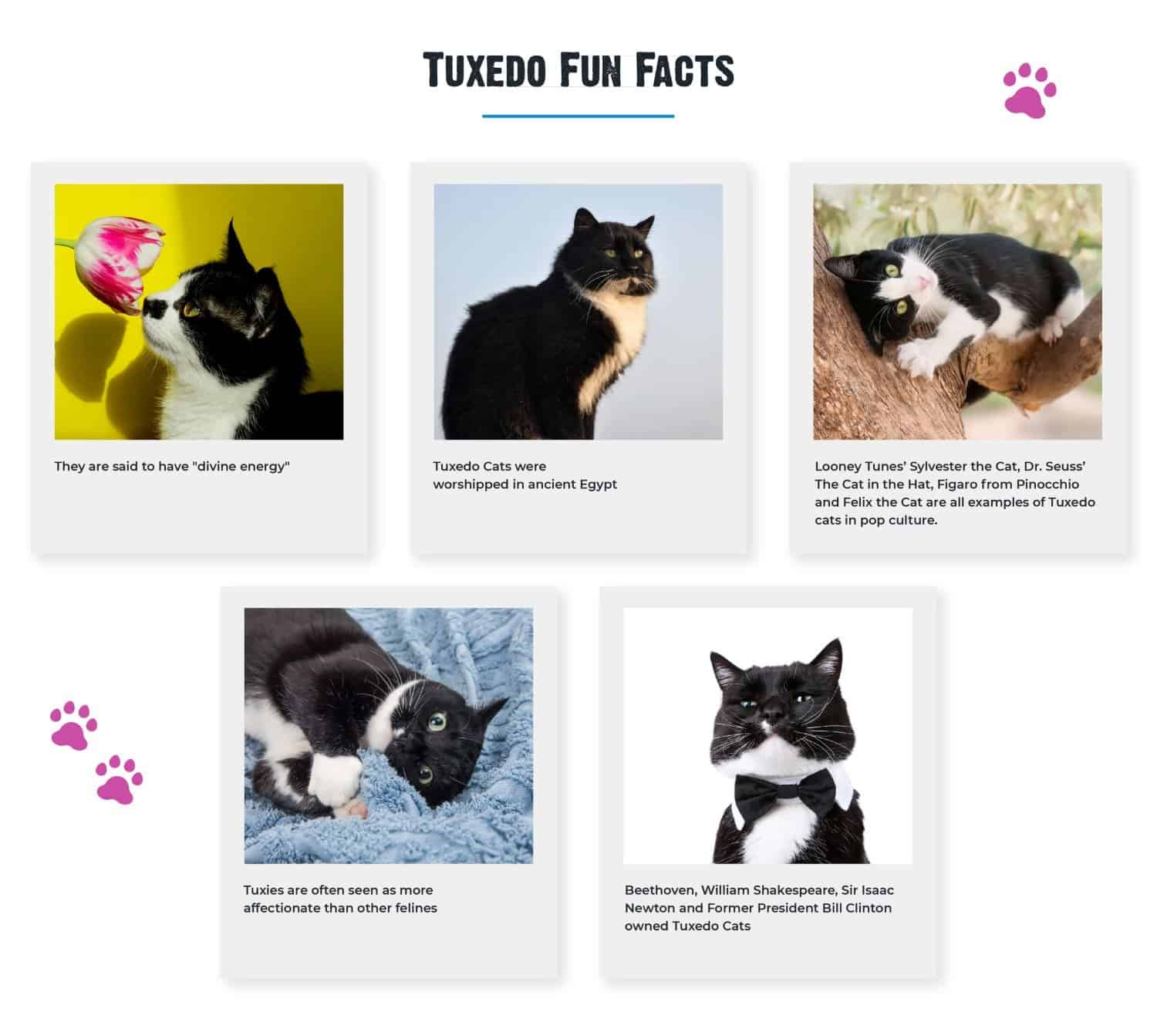 are tuxedo cats only male