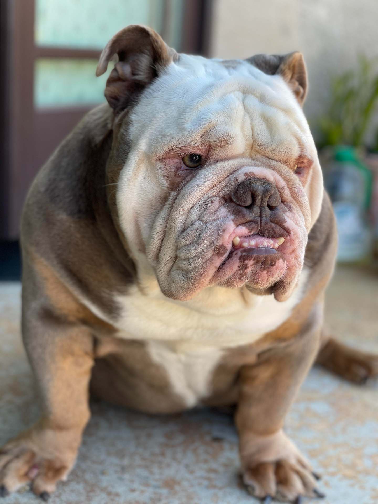 bulldog rescue near me