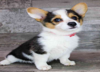 welsh corgi puppies florida