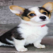 welsh corgi puppies florida
