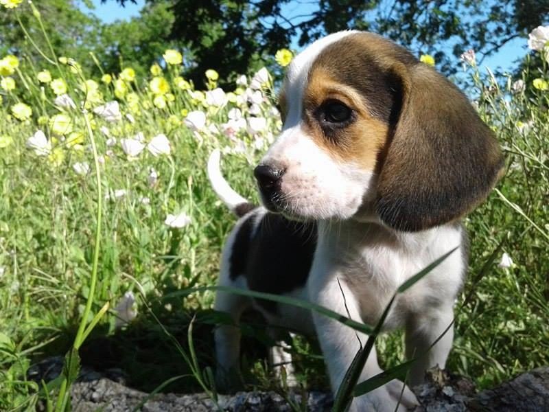 beaglier puppies for sale texas