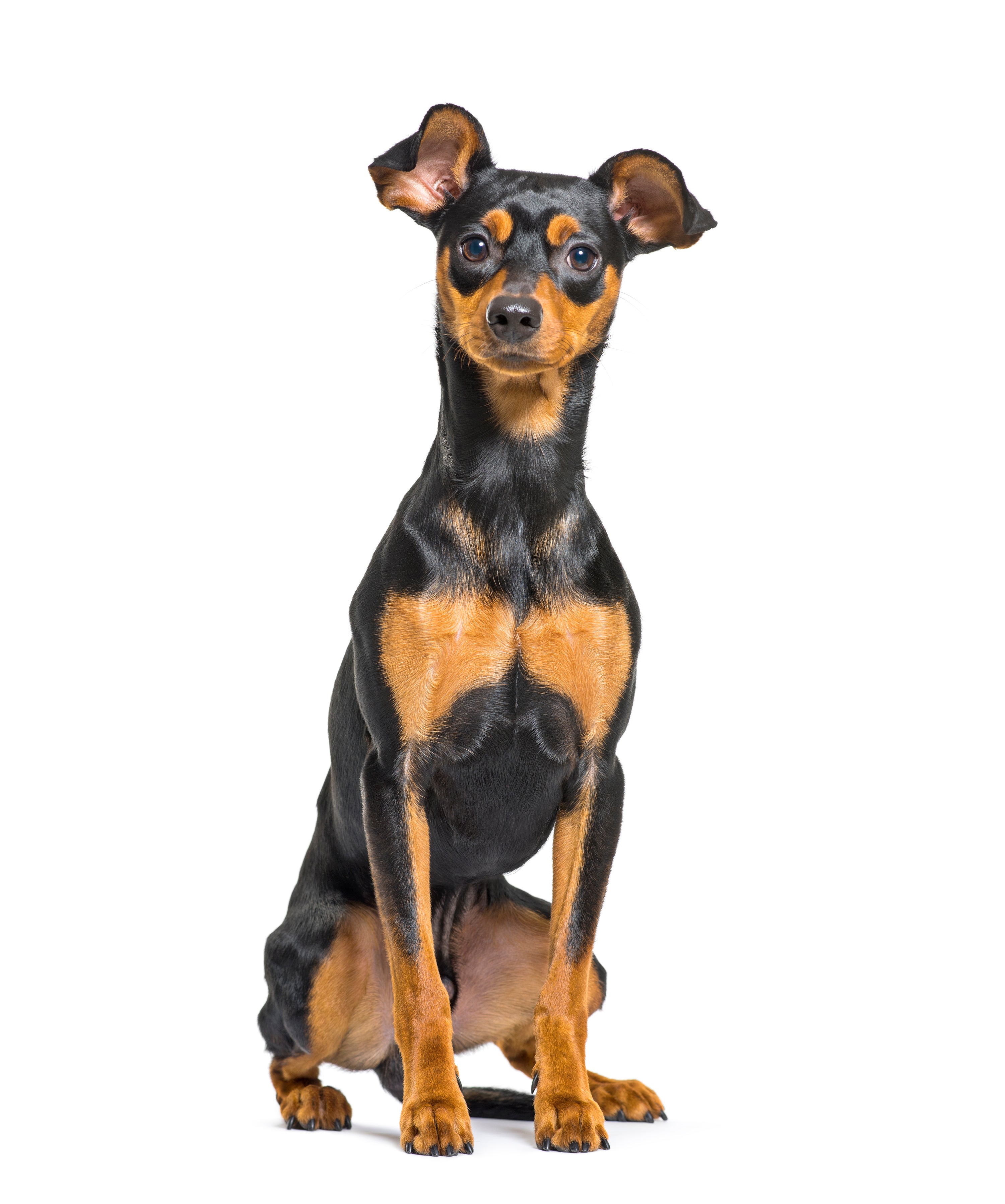miniature pinscher adoption near me