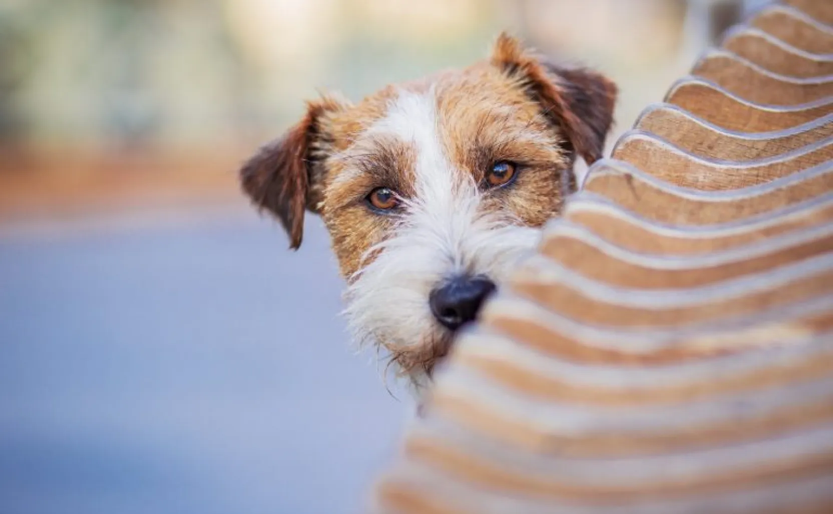 home to home pet adoption near me