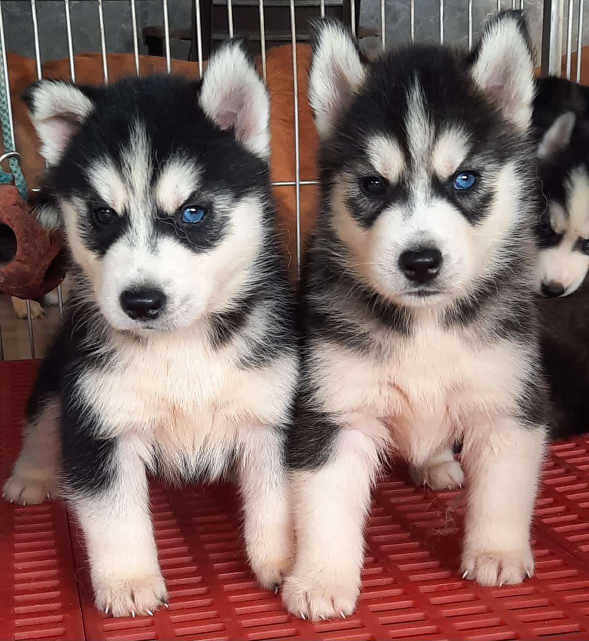 price of husky puppy in india