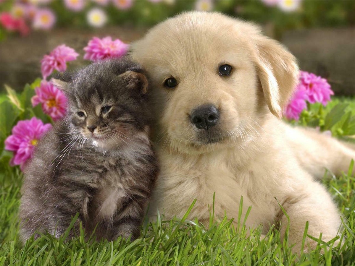 cat and dog best friends