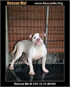 american bulldog rescue florida