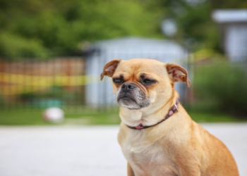 pug puppies illinois
