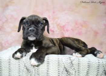 boxer breeders florida