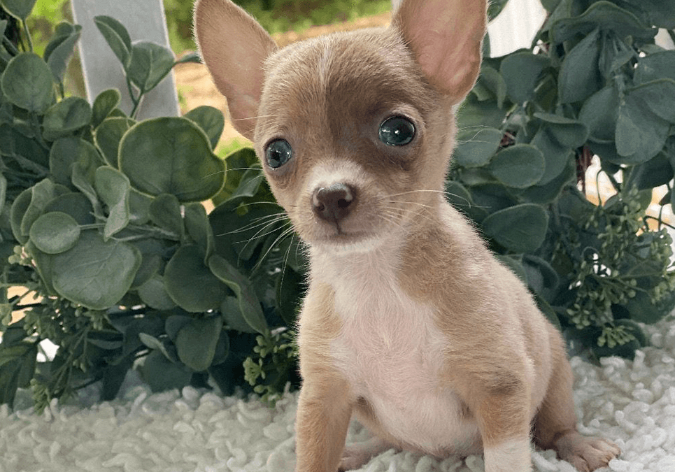 chihuahua for sale ny