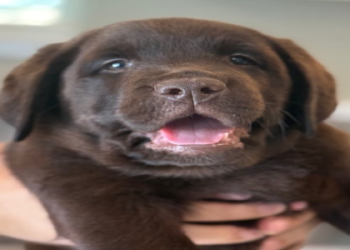 chocolate lab puppies near me under $500