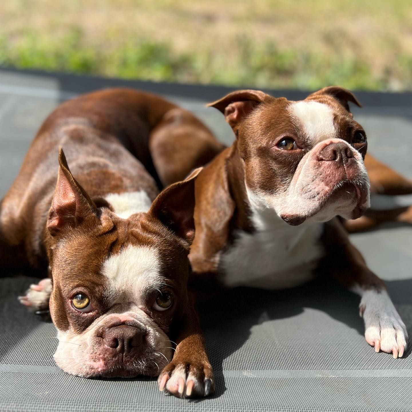red boston terrier for sale