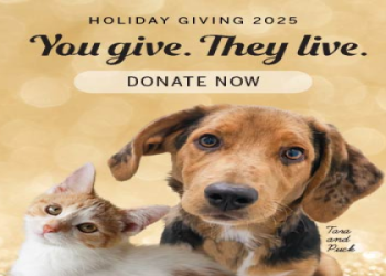 no kill animal shelters chicago