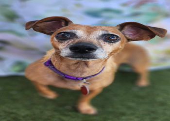 petfinder small dogs near me