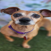 petfinder small dogs near me