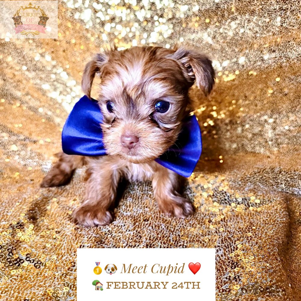 places to get puppies near me