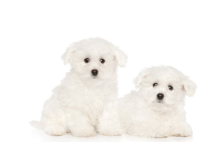 bichon frise breeders in texas