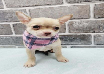 chihuahua for sale ny