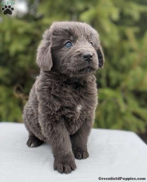 large breed puppies near me