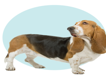 best small dog for senior