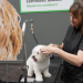 dog grooming chester nj