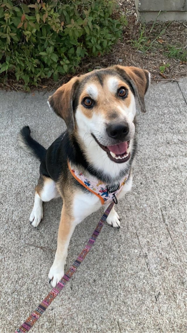 beagle and shepherd mix