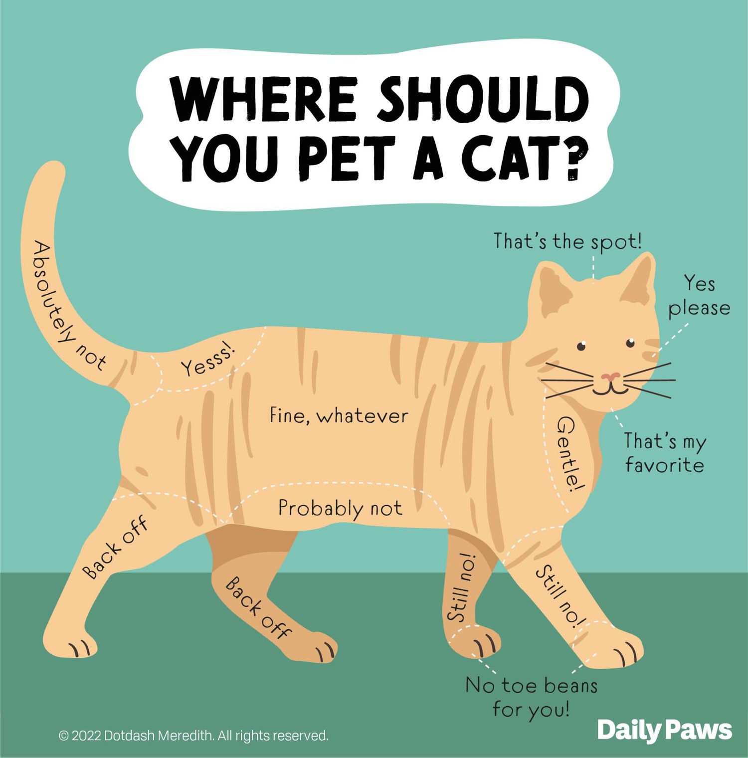 where to pet a cat near me