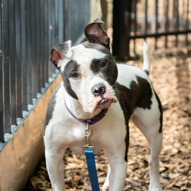 are dogs free at shelters