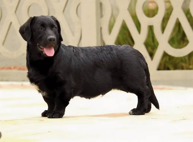 black lab dachshund mix